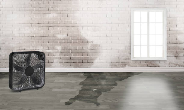 Best Water damage contractors near me  in Calumet City, IL