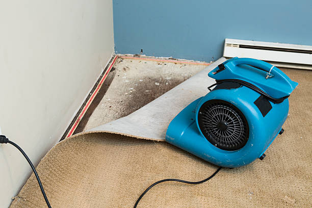 Best Local water damage restoration  in Calumet City, IL